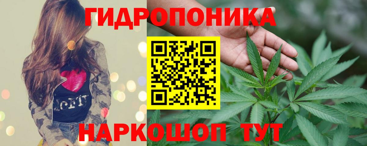Шишки марихуана планчик  Шишки марихуана OG Kush  Марихуана гибрид  Вход с VPN  Улан-Удэ 
